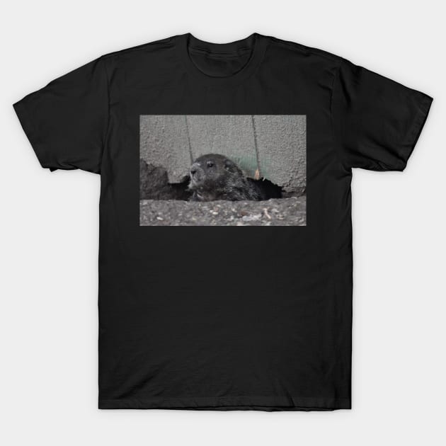 Ground Hog T-Shirt by MarieDarcy